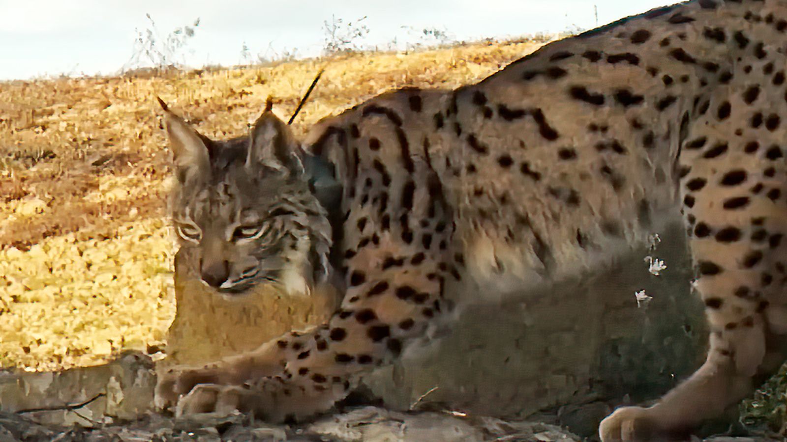 El lince vuelve a ser el símbolo de las tierras portuguesas