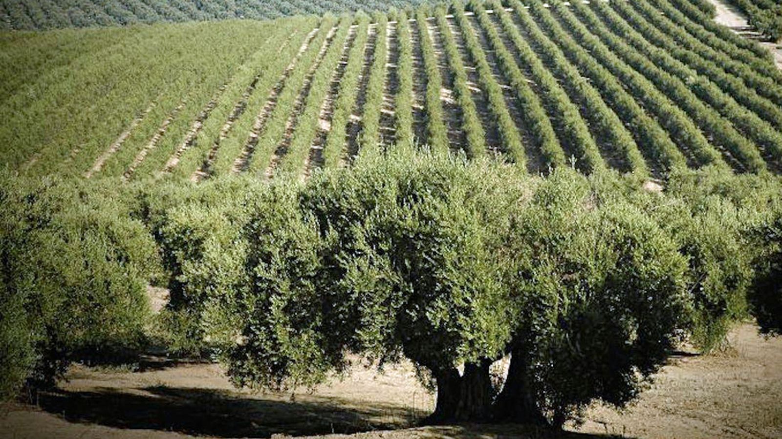 N2_TAPA_OLIVAR