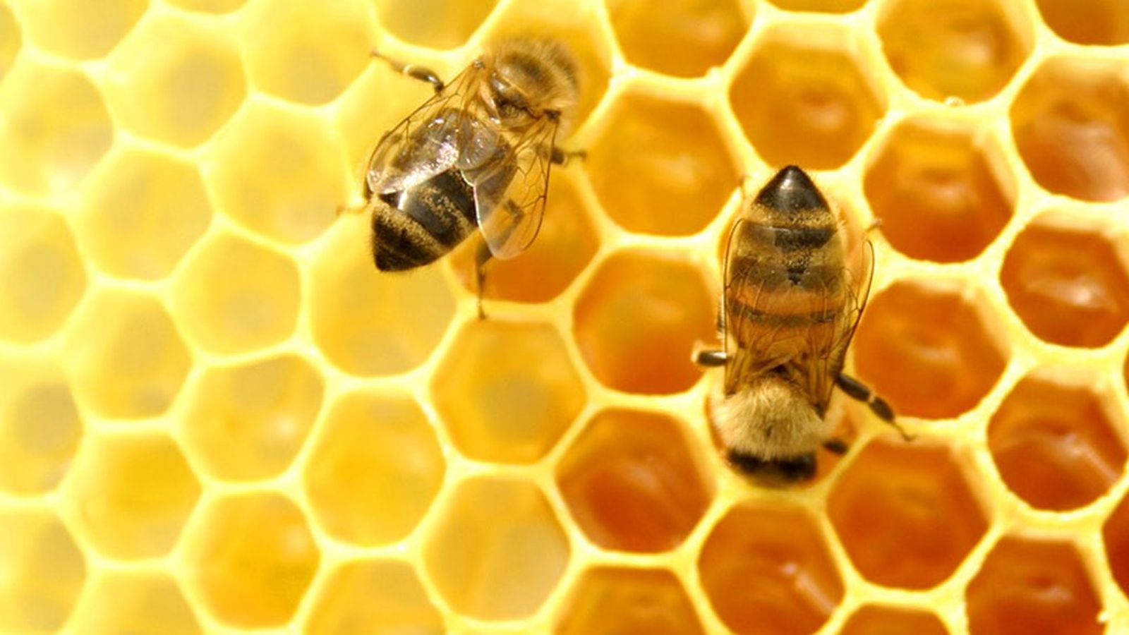 Tierra y Mar Abejas Colmena 1024x576