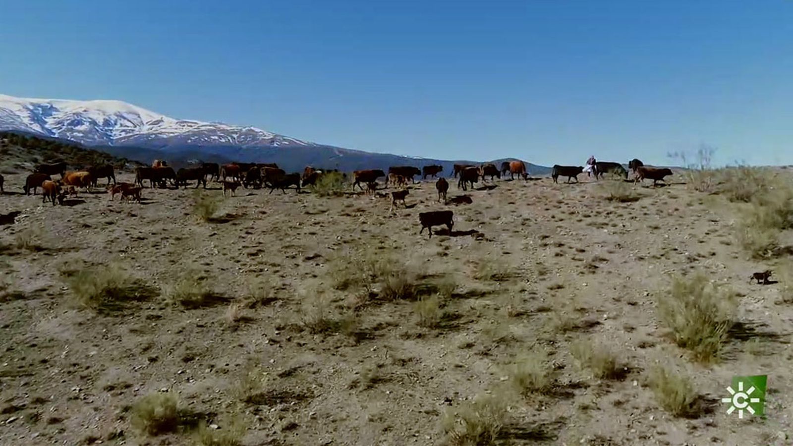 Torcuato cuenta con una explotación de vacas pajunas en el espacio natural de Sierra Nevada