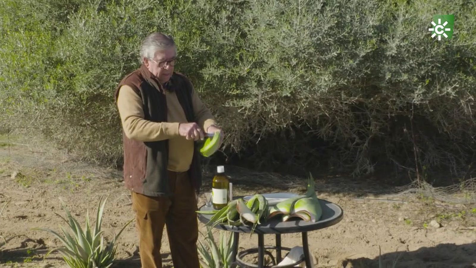 ¿Se puede comer el aloe vera?
