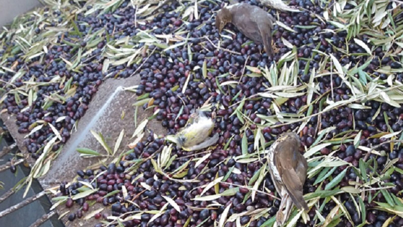 Aves muertas olivares Jaén 1024
