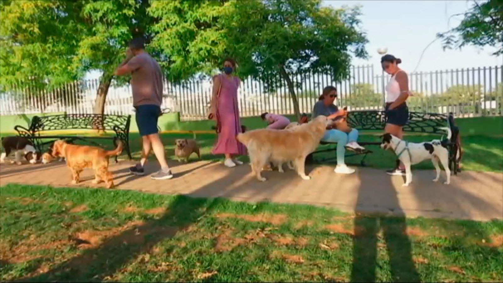 El aumento de familias con perro hace que la ciencia de la Etología gane importancia