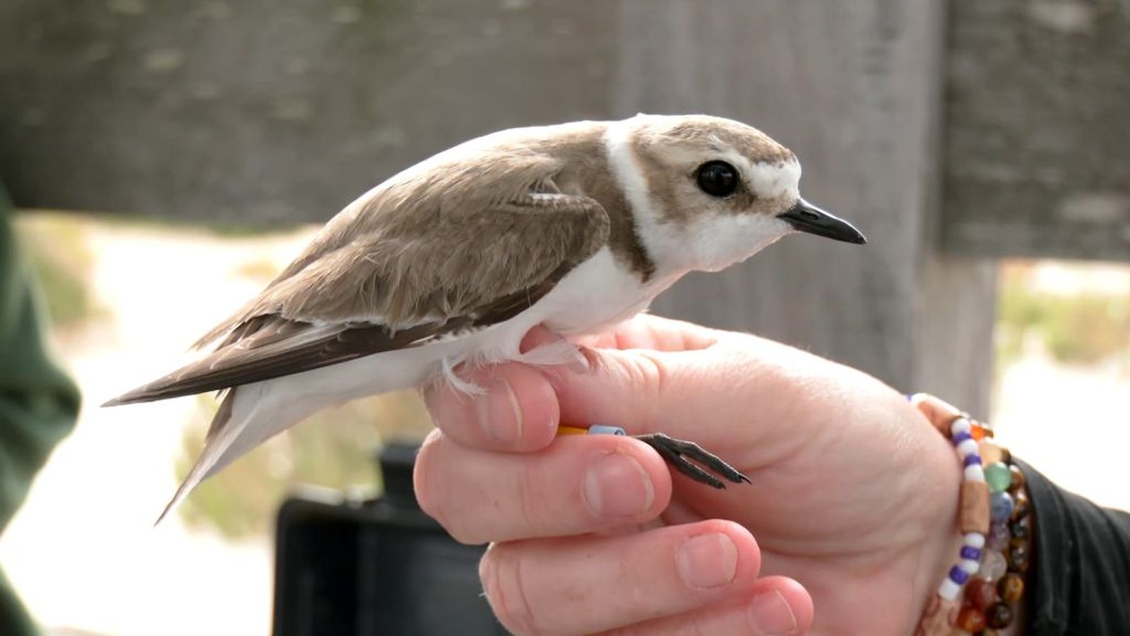 Los investigadores estudian el futuro de las aves playeras amenazadas por el turismo