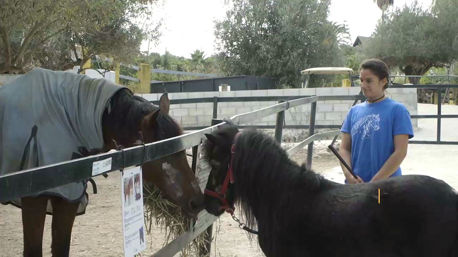 Centro Andalusí de Rescate de Caballos