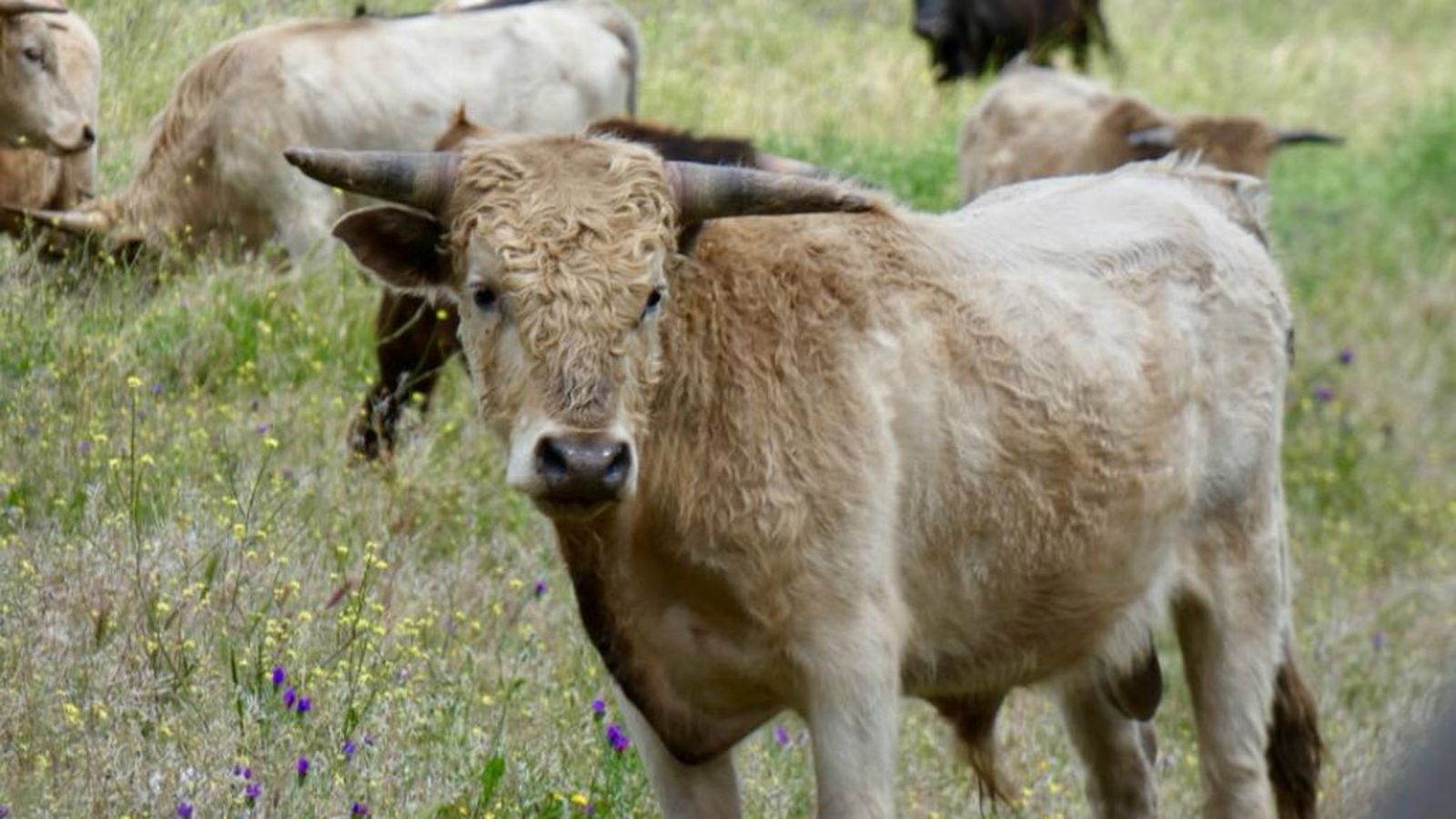 toros paras todos 24 junio