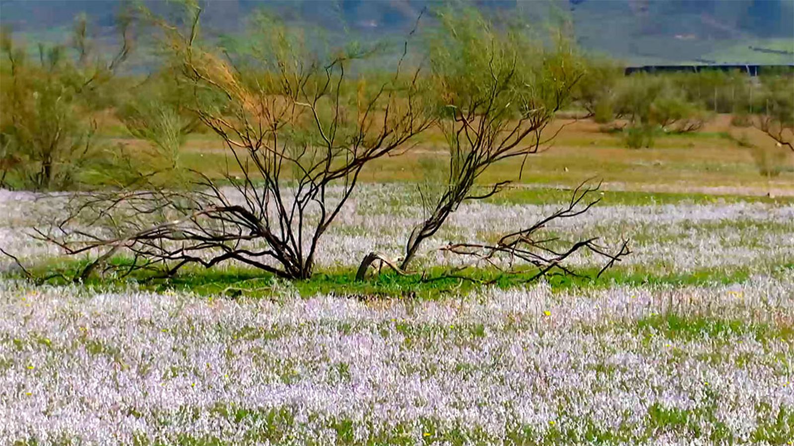 La nieve del desierto de Almería está en plena investigación