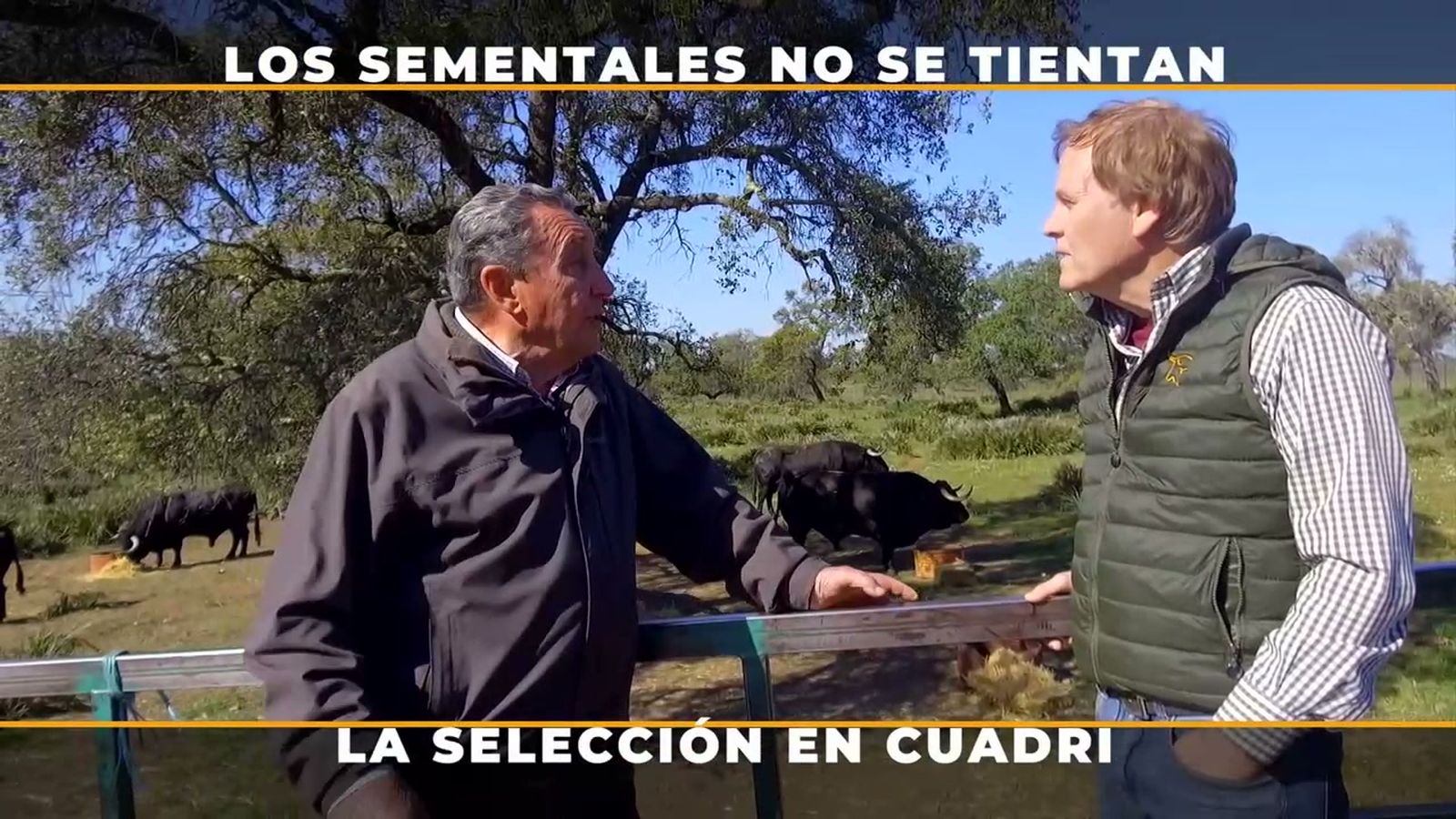Los sementales del ganadero Fernando Cuadri no se tientan, lo eligen por familias