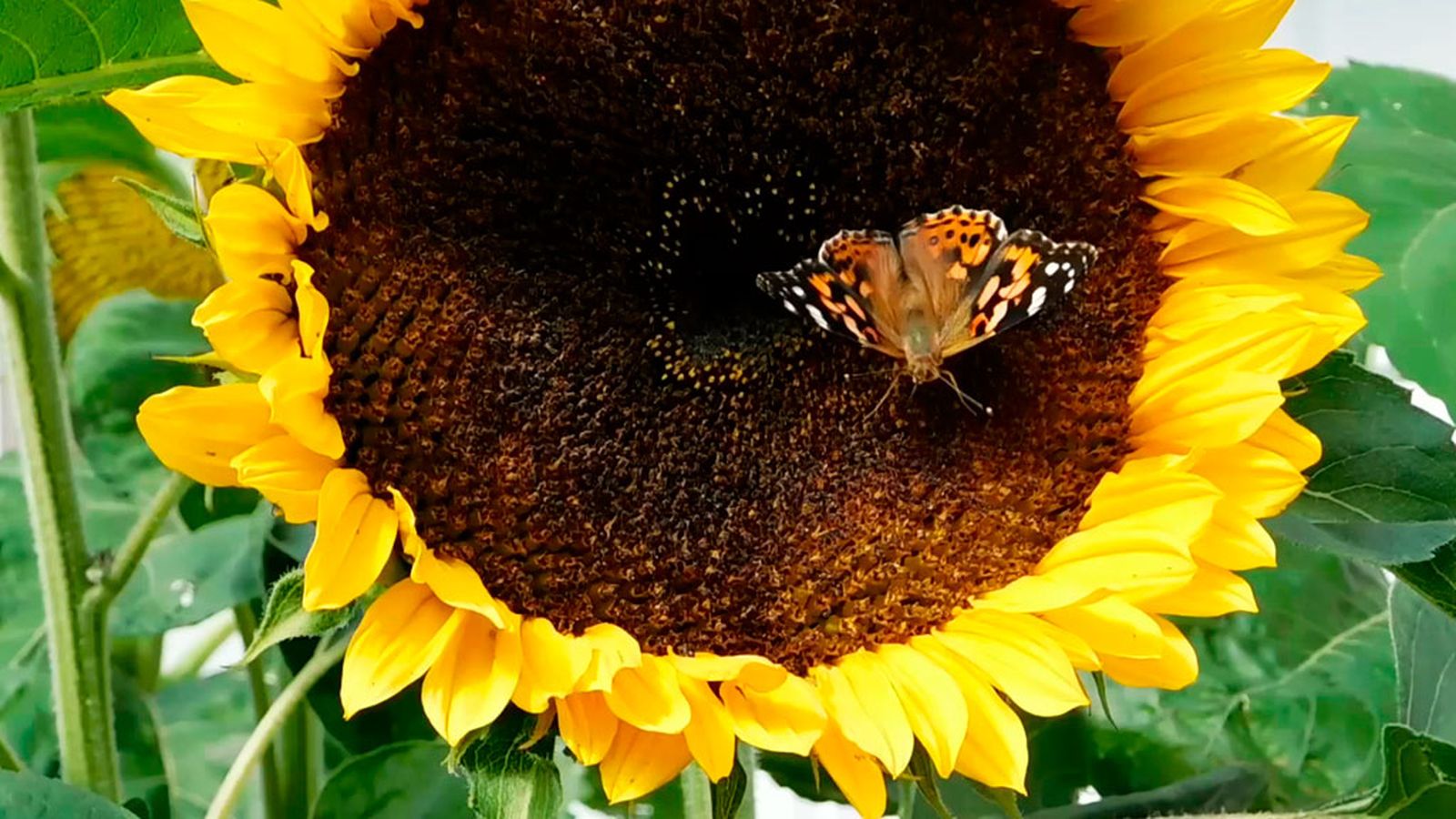 Los efectos del cambio climático en las especies vegetales