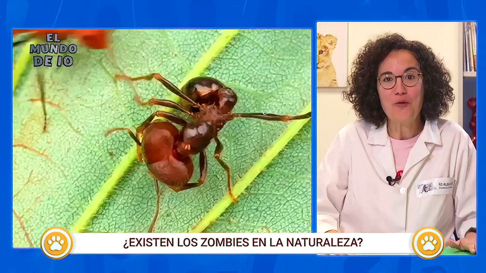 El hongo capaz de convertir en zombi a un animal