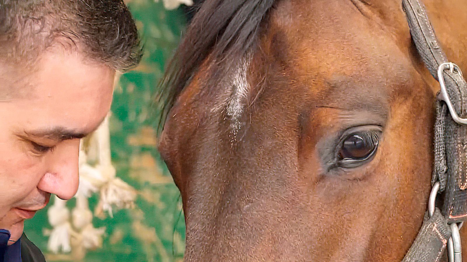 Algunos de los problemas de los caballos de competición causados por la alimentación
