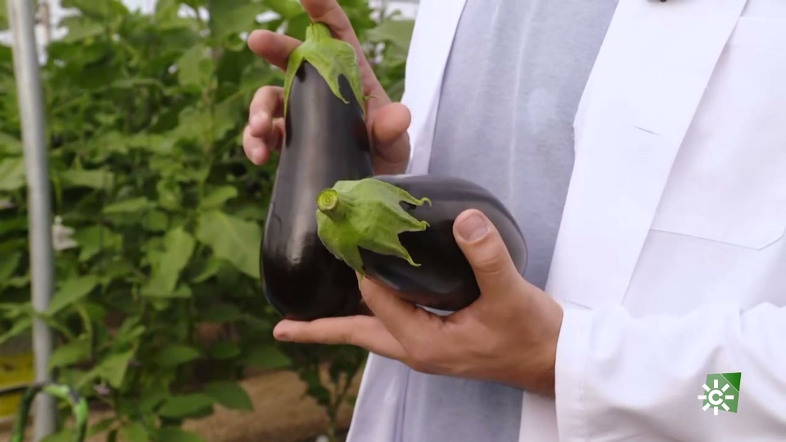 La berenjena, un tesoro para la salud y para la huerta de Almería