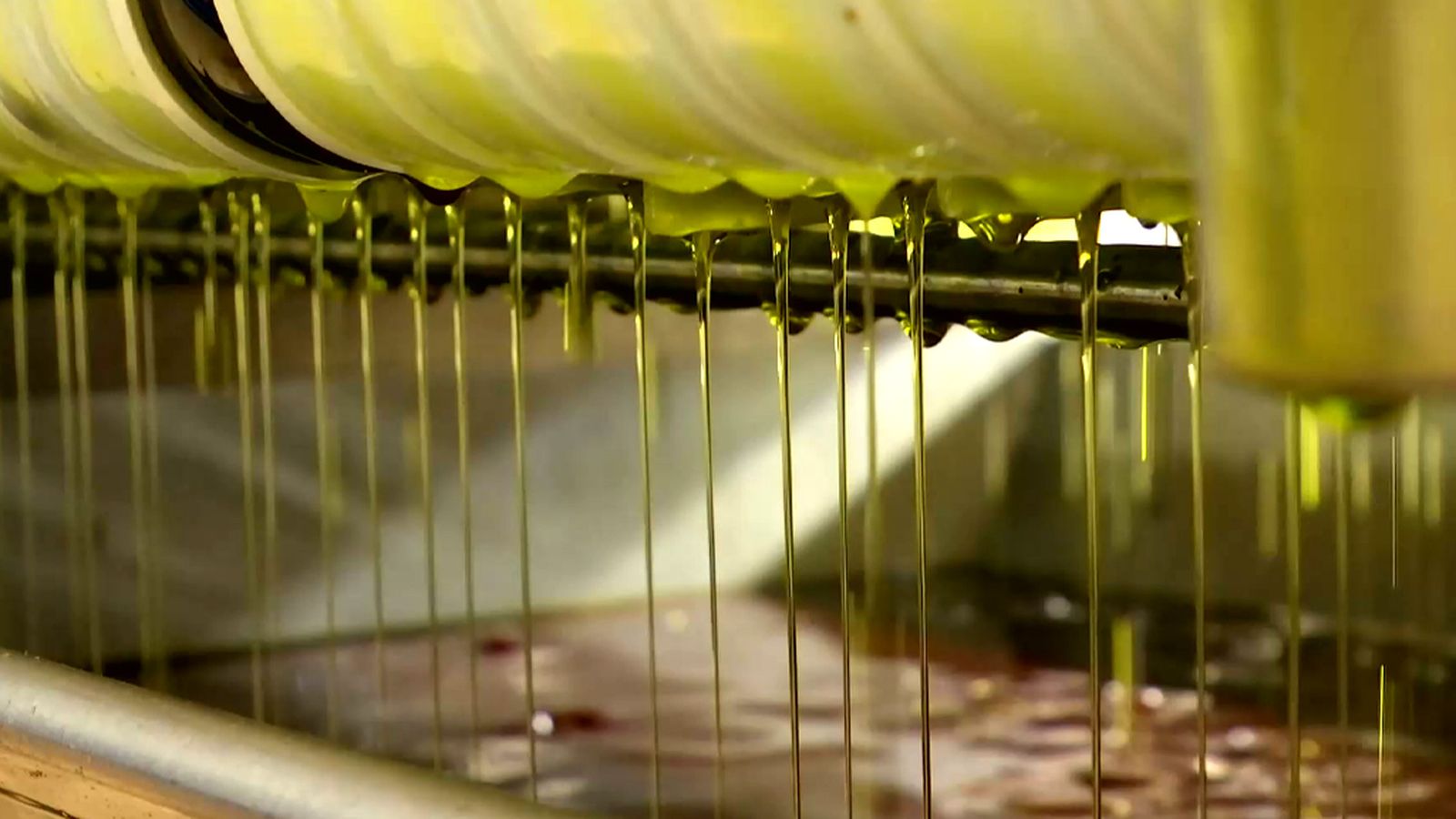 Los mejores aceites, un cuidadoso proceso