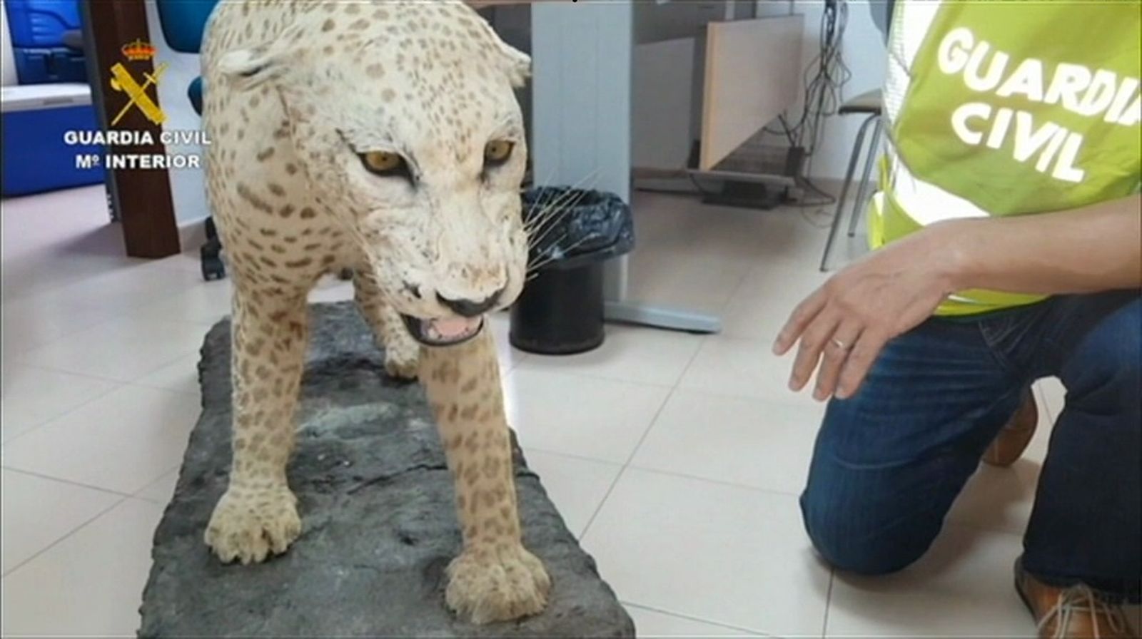 Leopardo disecado Captura