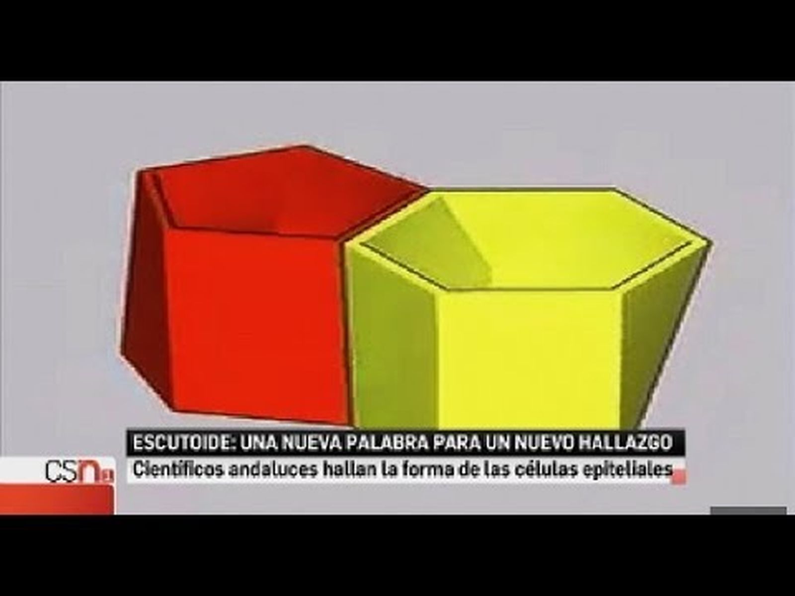 Escutoide: nueva forma geométrica