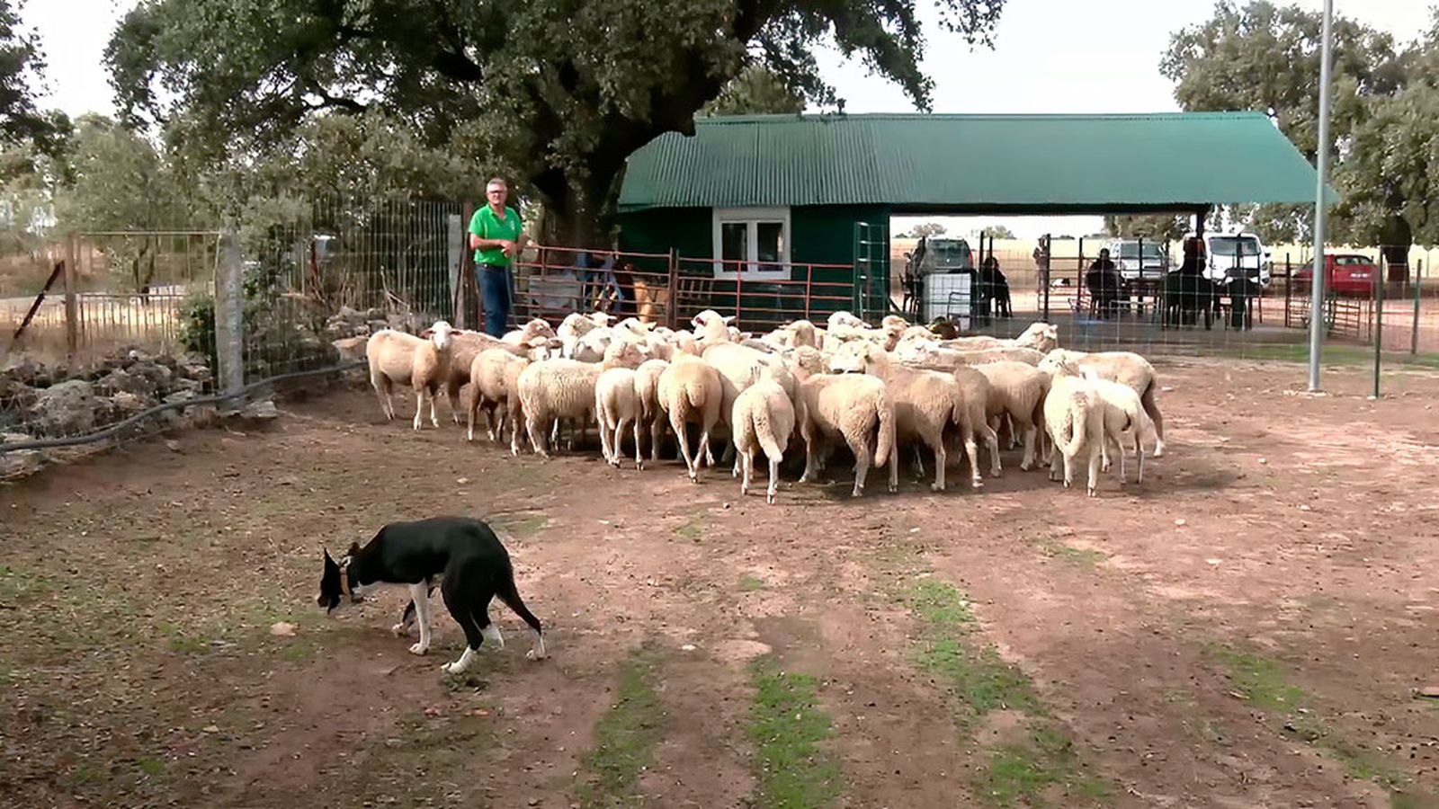 Cursos para pastores y sus perros en la única academia de pastoreo de Andalucía