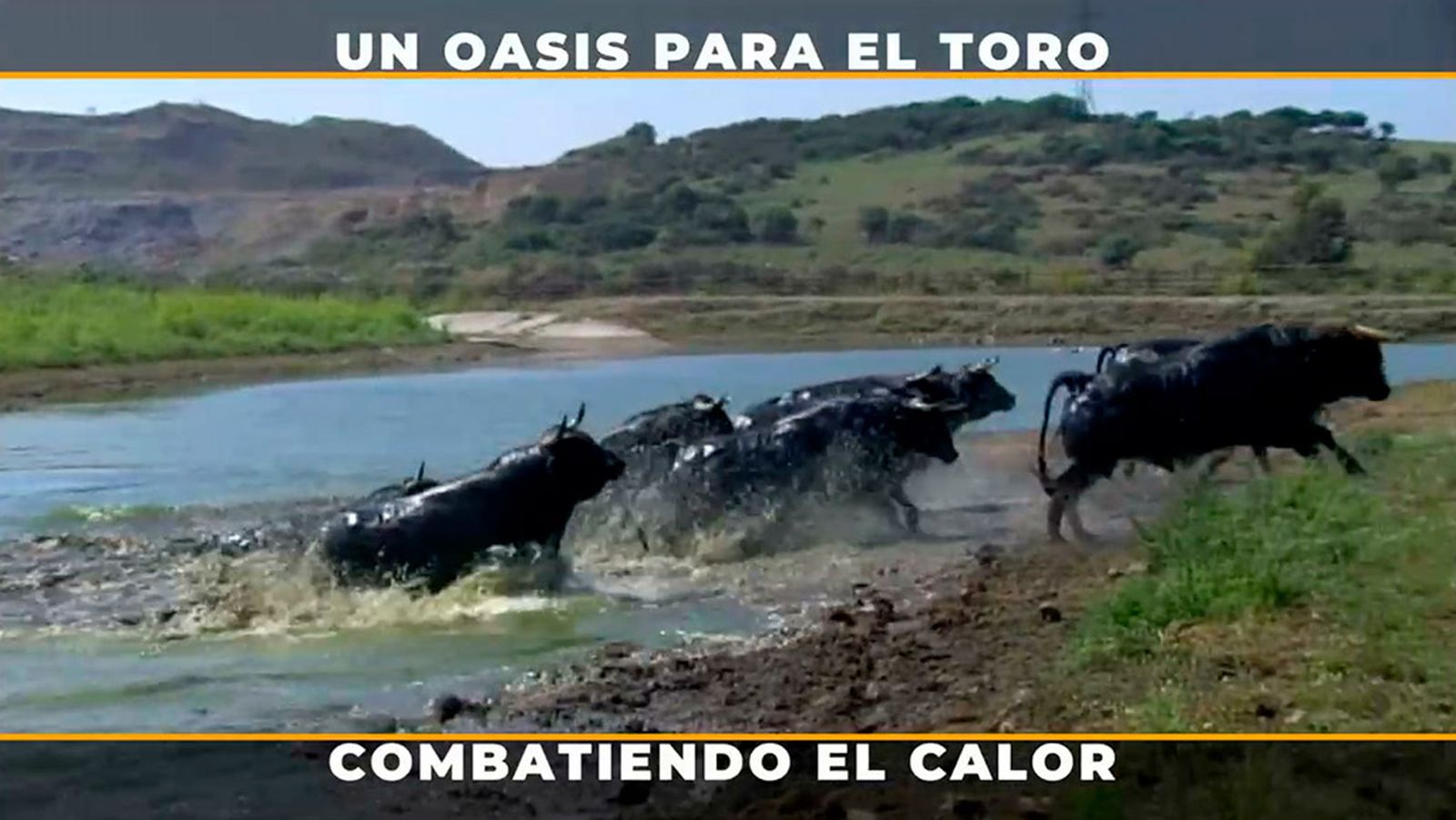 El lago es un Edén para el toro: quita el estrés, los parásitos y los kilos de más