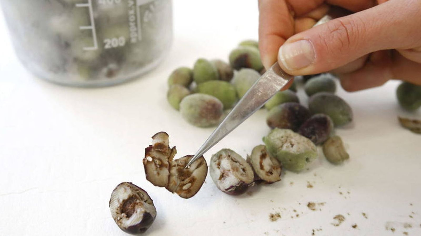 Tapa xylella fastidiosa