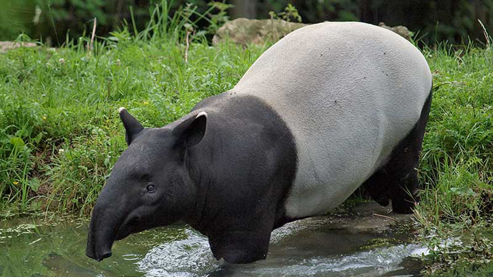 Crónicas del zoo Comunicación Tapir