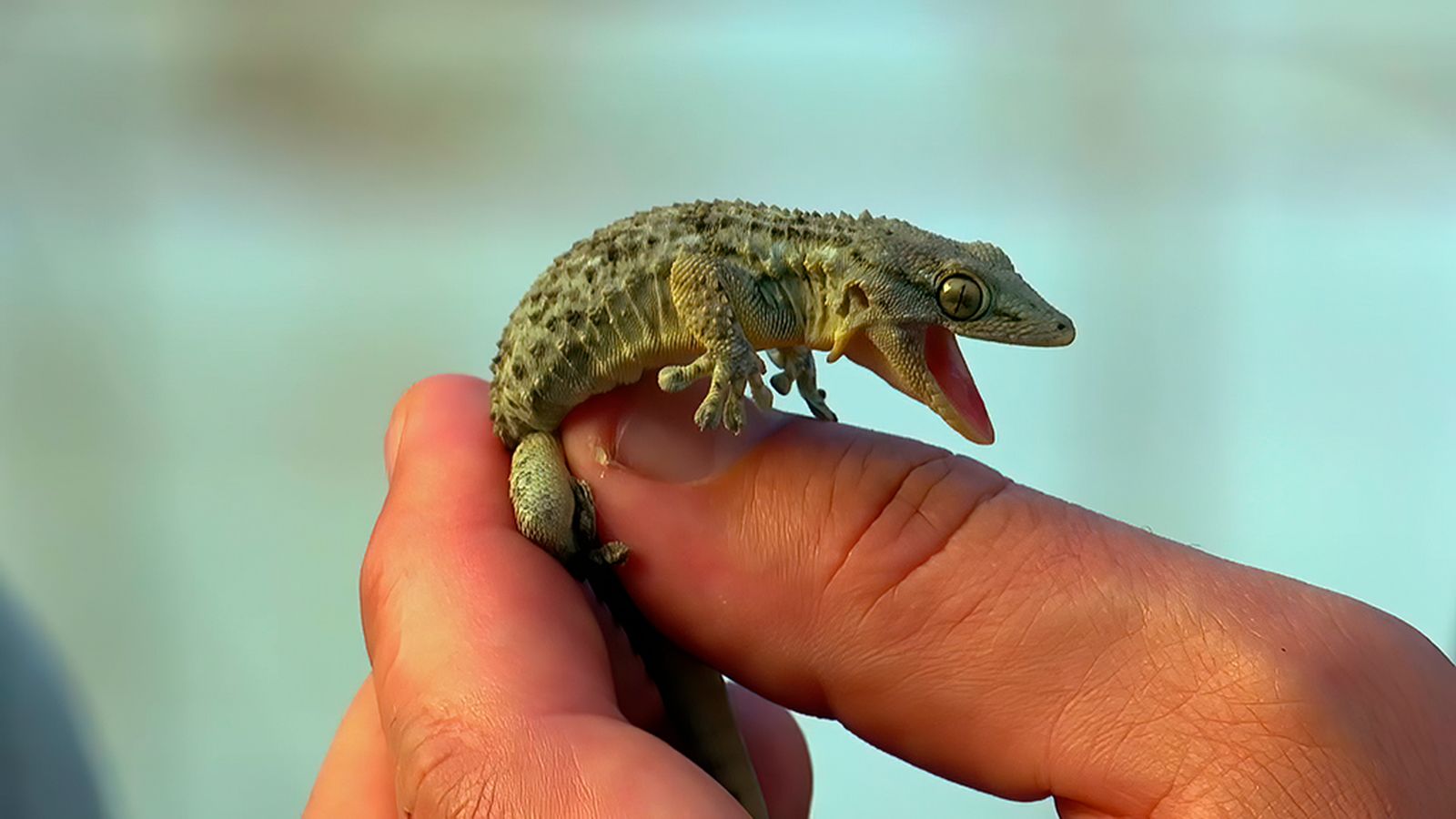 Uso de reptiles para controlar las plagas en invernaderos