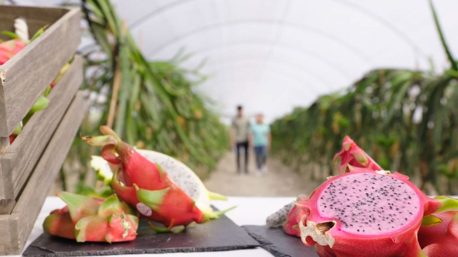 Descubrimos los secretos de la pitaya o fruta del dragón en Montemayor
