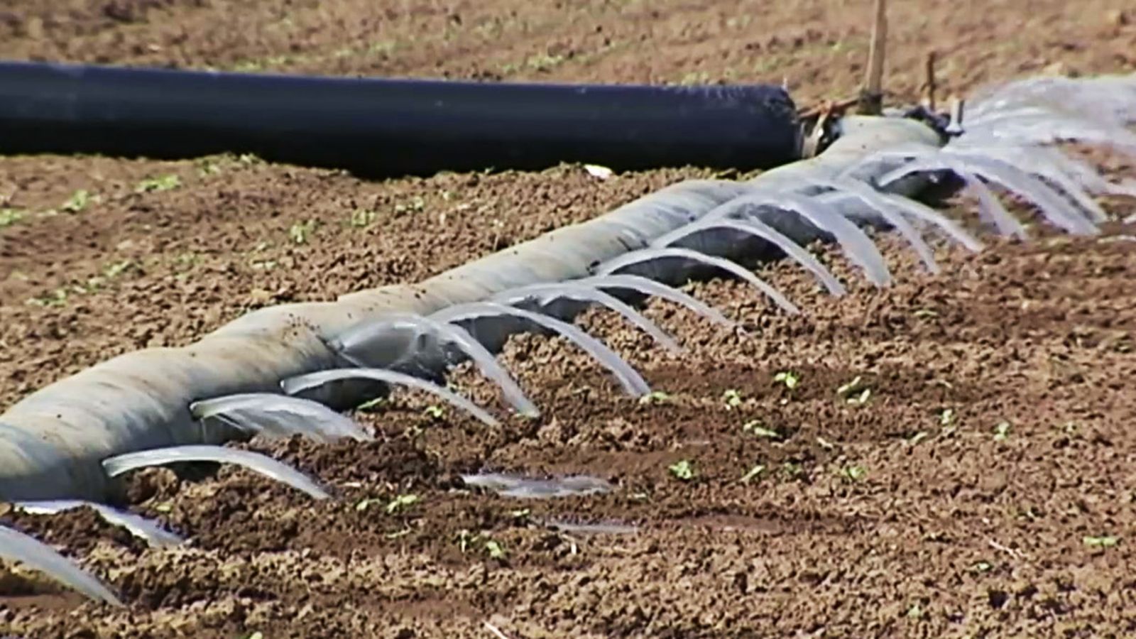 Aguas residuales para uso agrícola, una solución a la sequía
