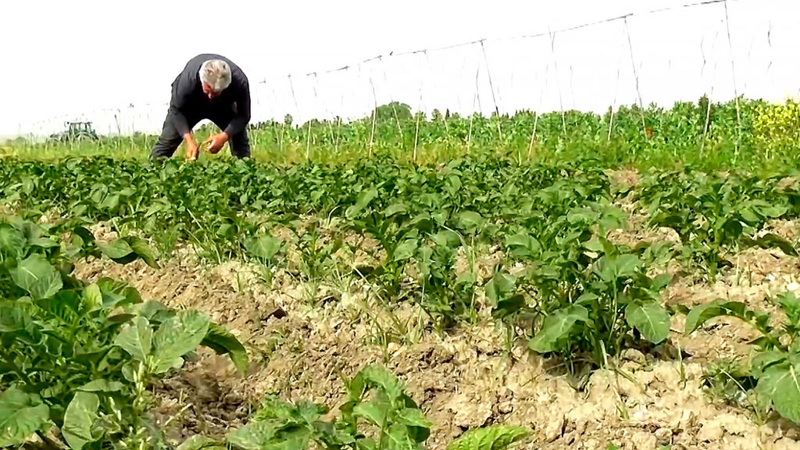 Agroecología en huertos de la Vega de Granada