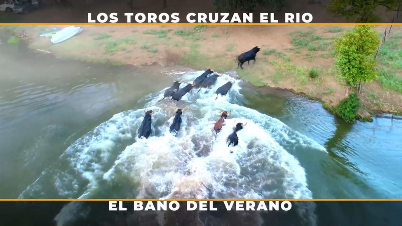 Entrenamiento por el río Rumblar de los toros Araúz de Robles