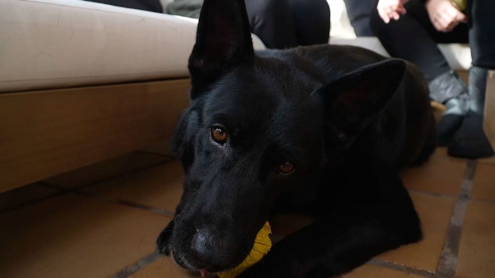Gyo, un héroe de cuatro patas ya jubilado
