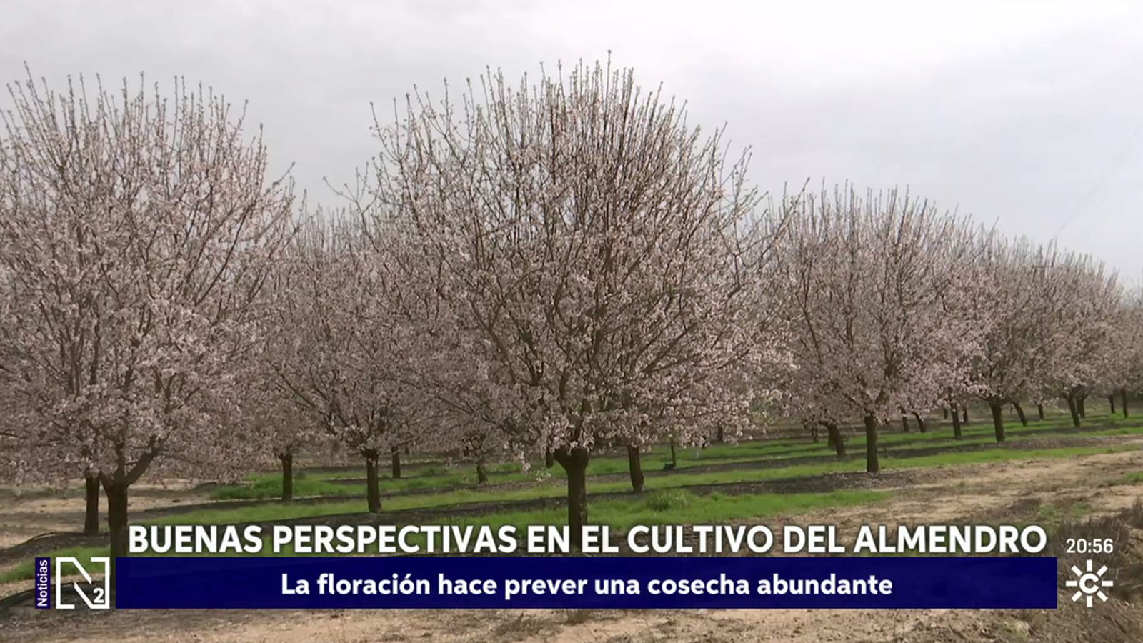 Buenas perspectivas en el cultivo del almendro gracias a las lluvias