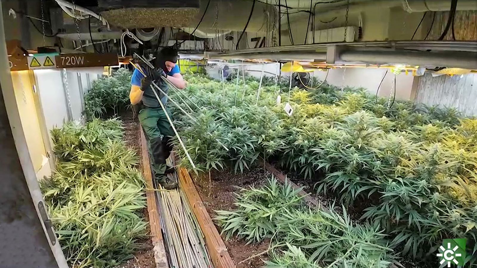 La dificultad de desmantelar una plantación de marihuana en interior