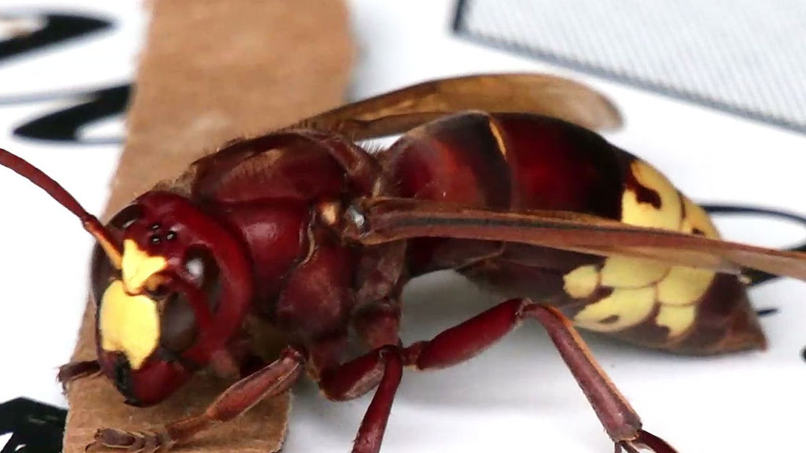 Vespa Orientalis, una especie invasora que amenaza a la apicultura andaluza