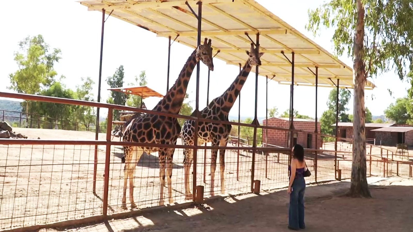 La interacción directa con animales, esencial para fomentar la empatía humana