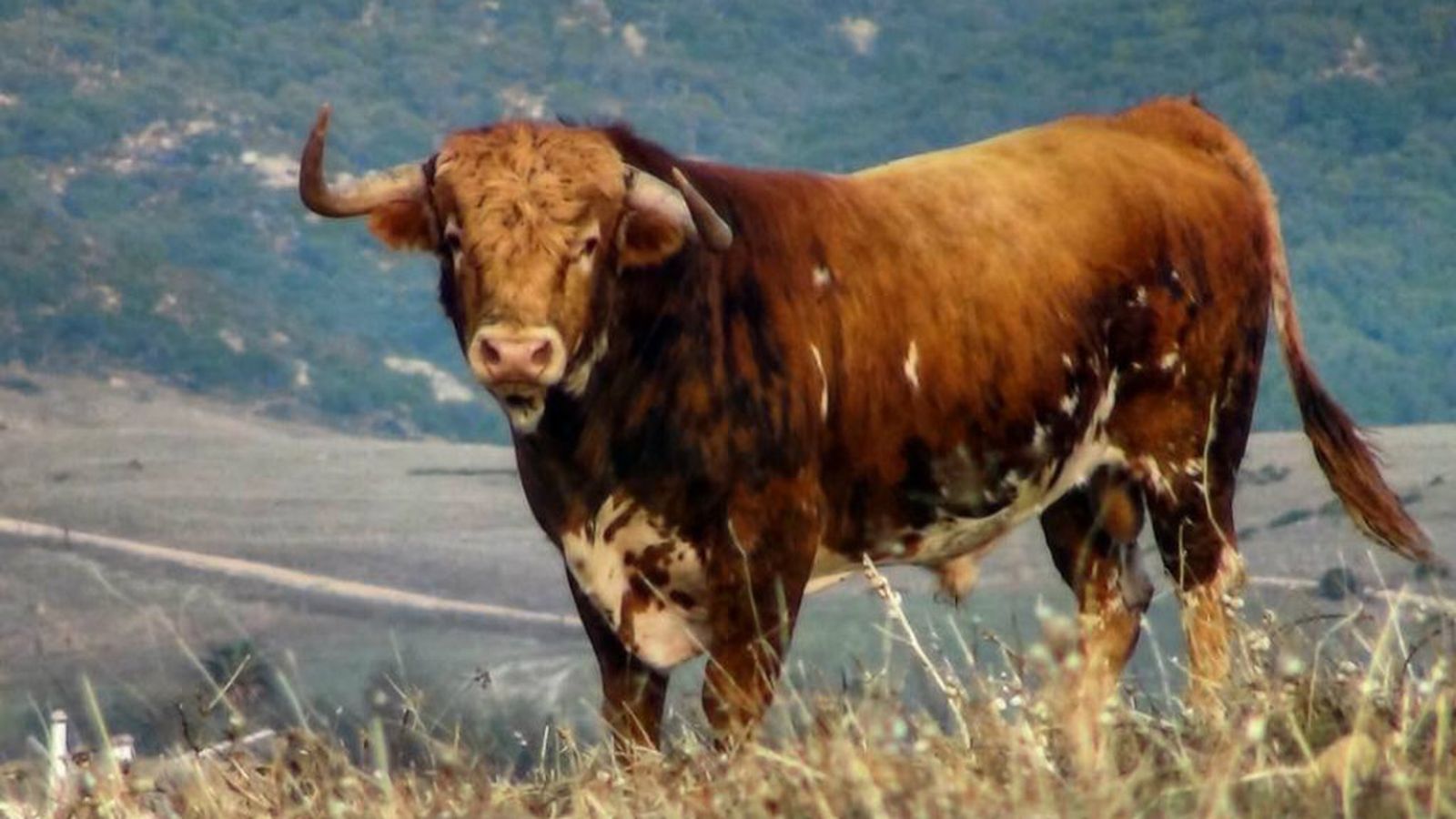 toros para todos