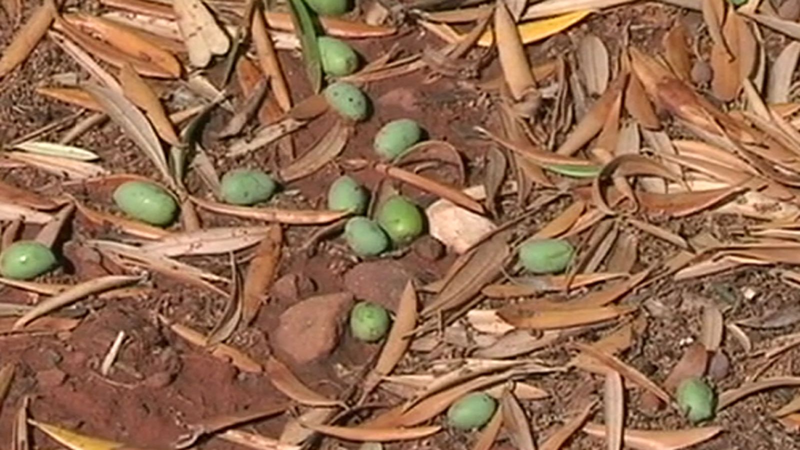 aceituna suelo tirada 1024