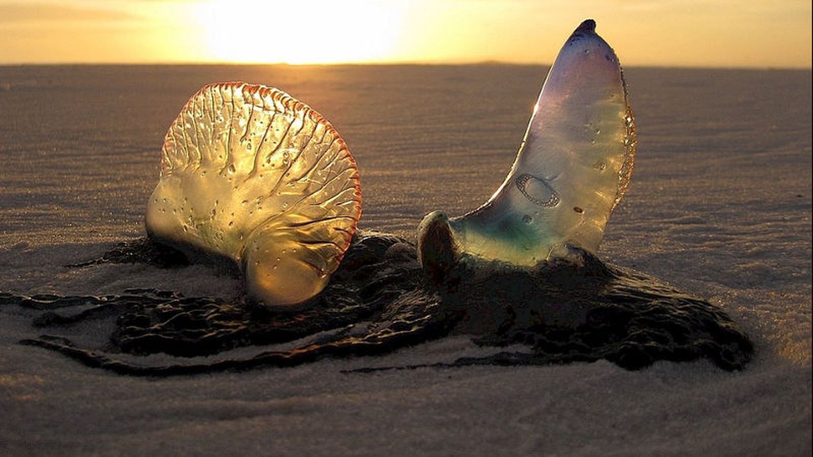 medusas