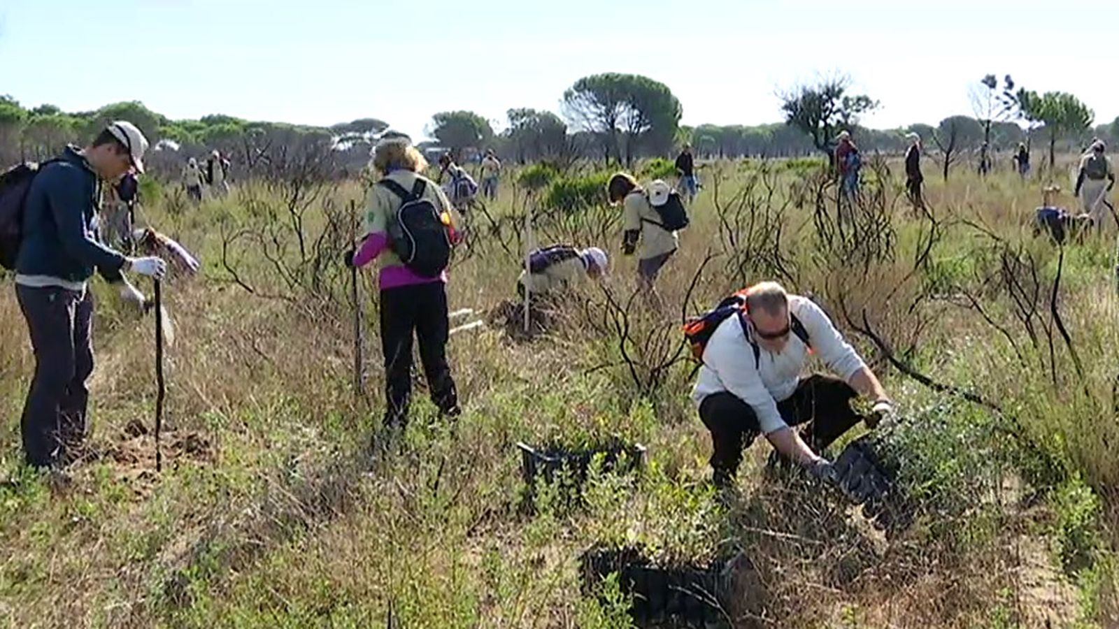 Plantación especies autóctonas Doñana 1024
