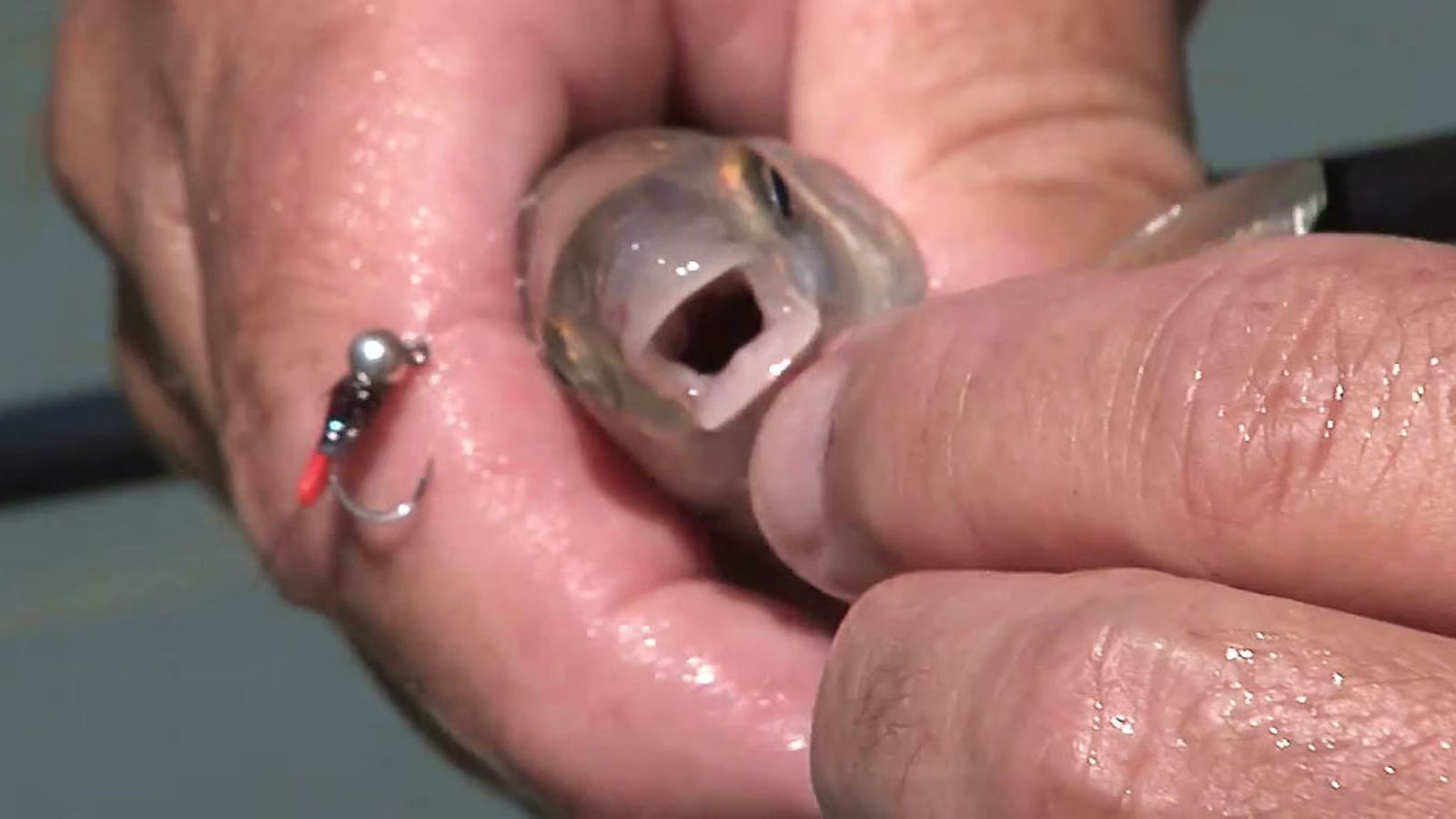 Pesca de bogas a mosca