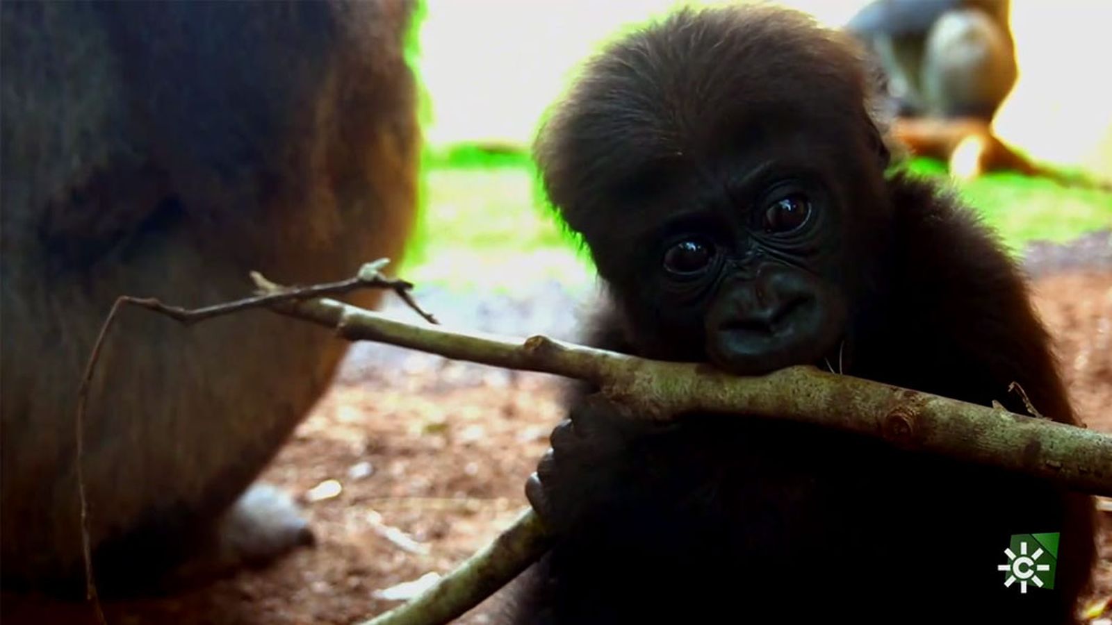 Ekan, el primer gorila andaluz que nació en el zoo de Fuengirola