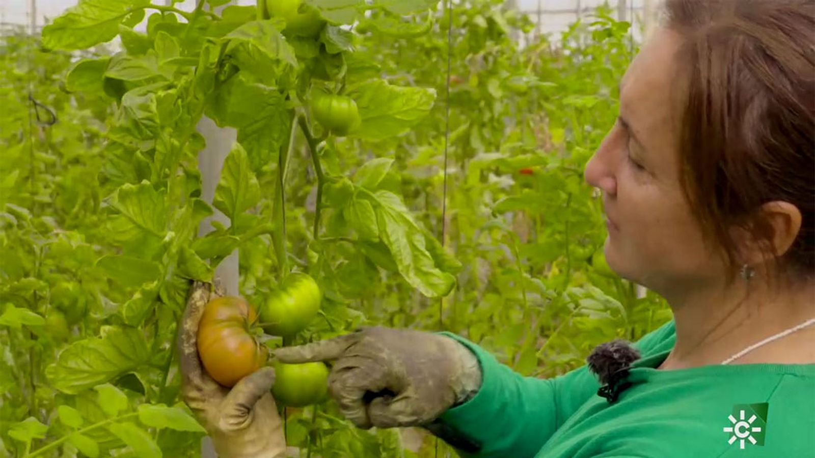 Inmaculada, desde Almería, está al frente de una plantación de tomate asurcado