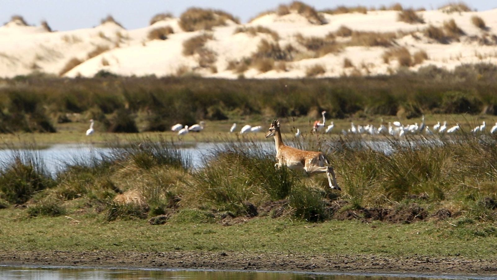 Documental "Doñana 4 estaciones, 365 días"