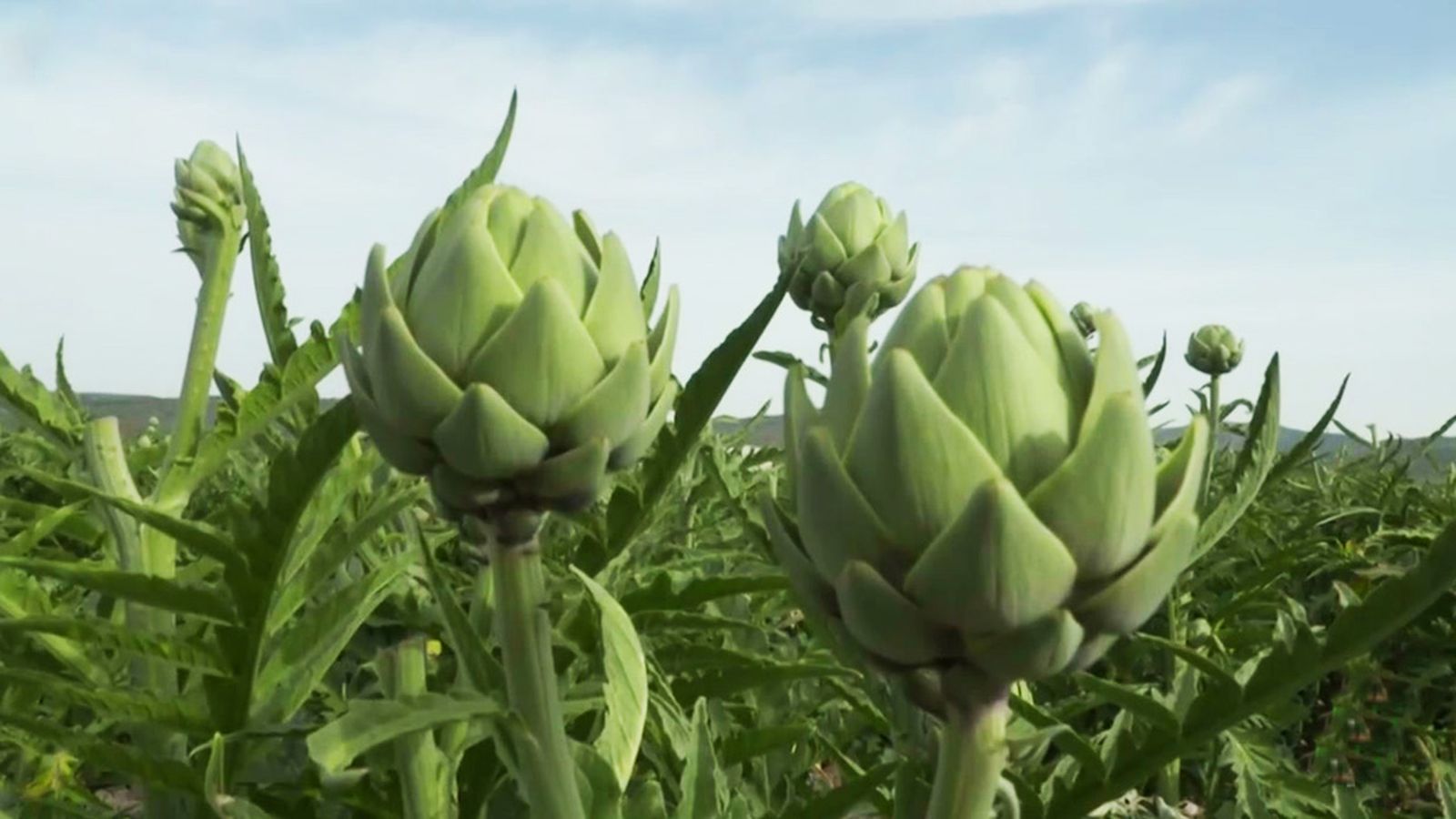 La alcachofa, un superalimento que nos ayuda a prevenir enfermedades