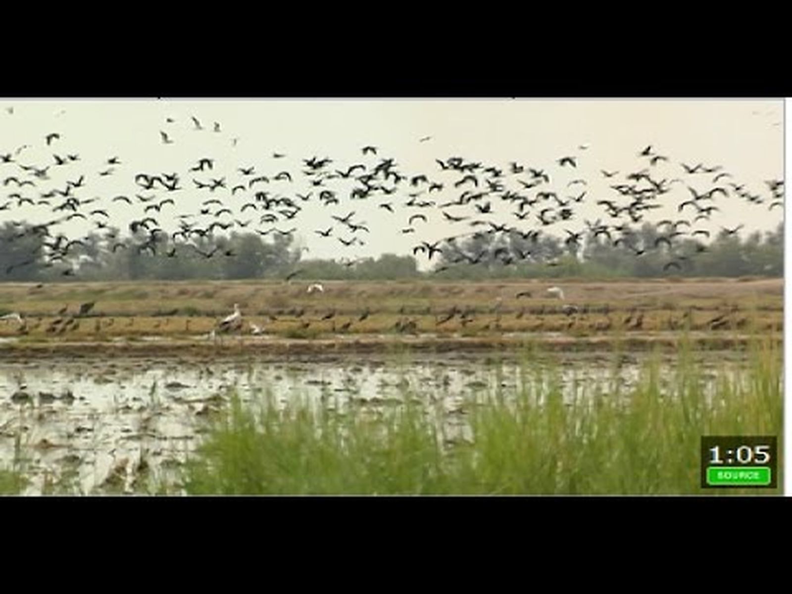 El cultivo de arroz en la marisma del Guadalquivir