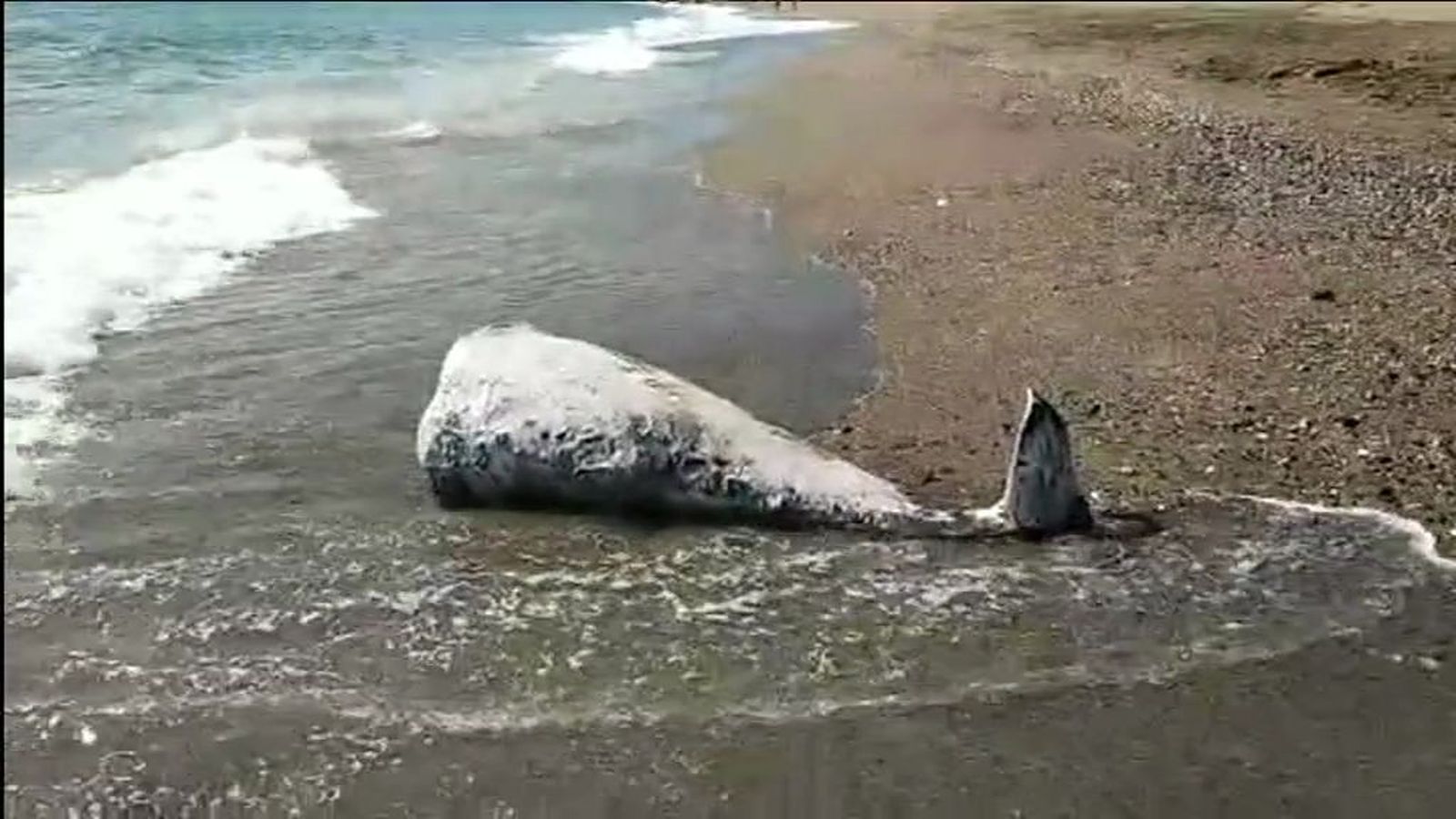 delfin 1024
