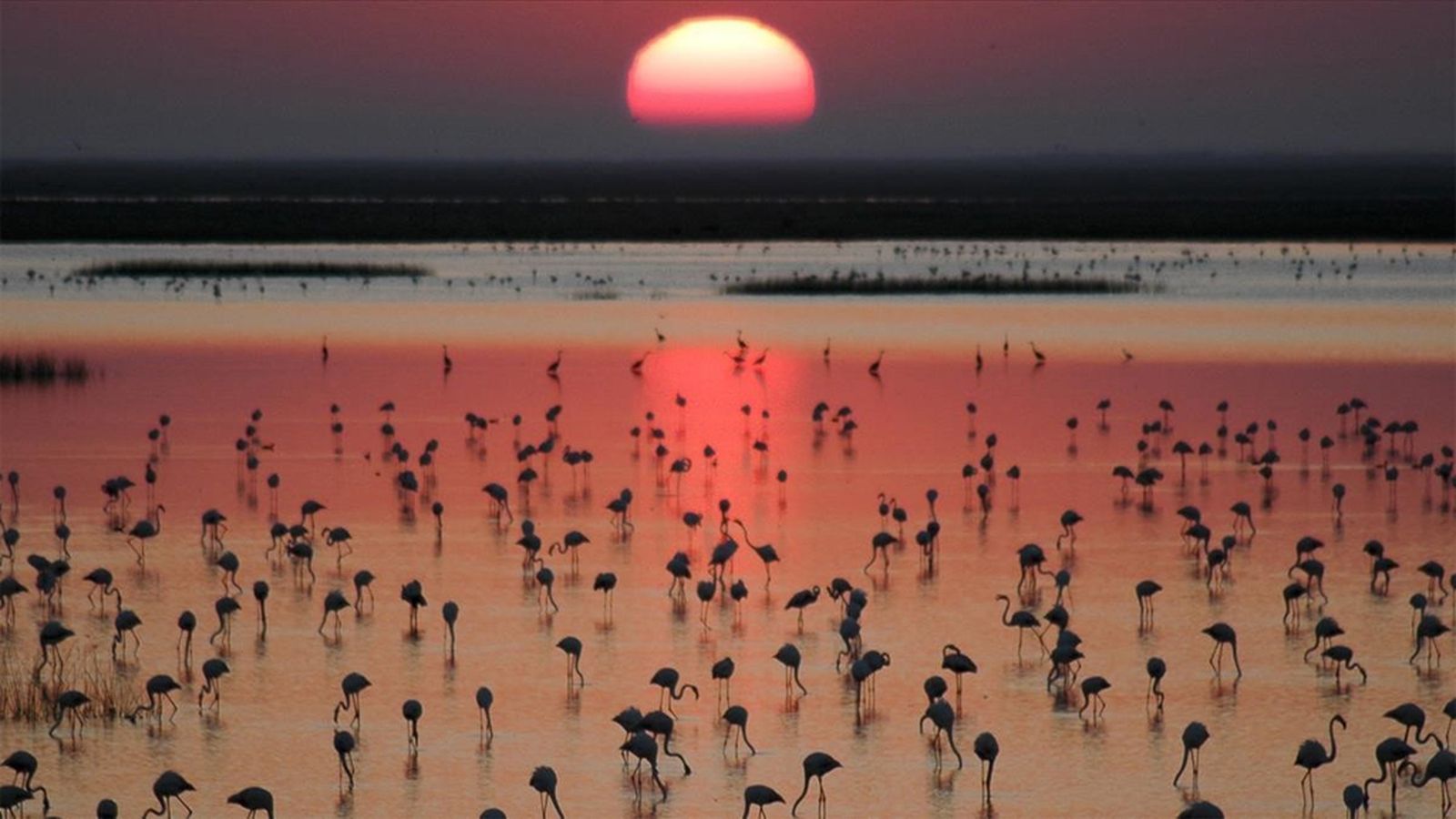 Doñana Atardecer