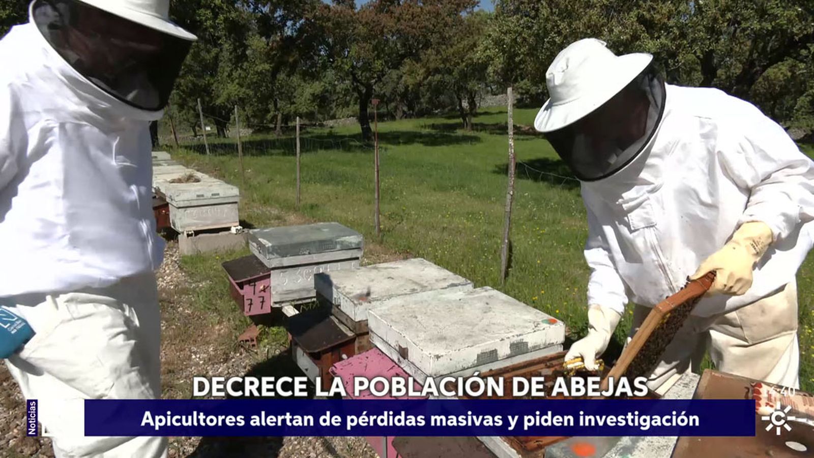 Apicultores cordobeses denuncian la elevada mortandad de las abejas