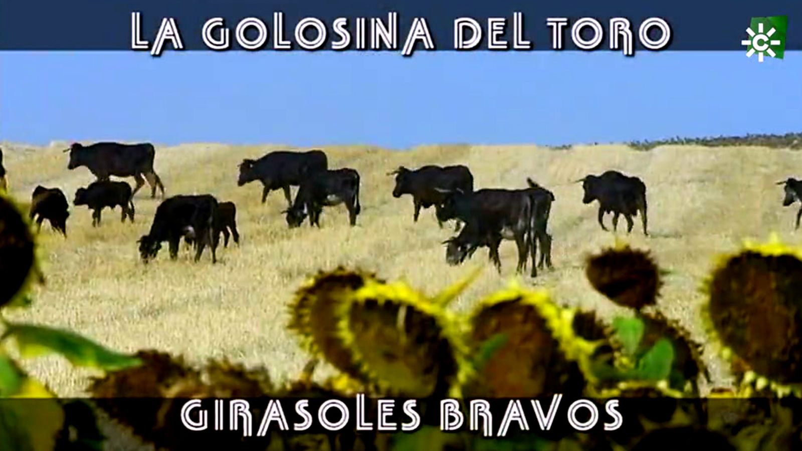 Toros para todo Noticia Girasoles 29/09