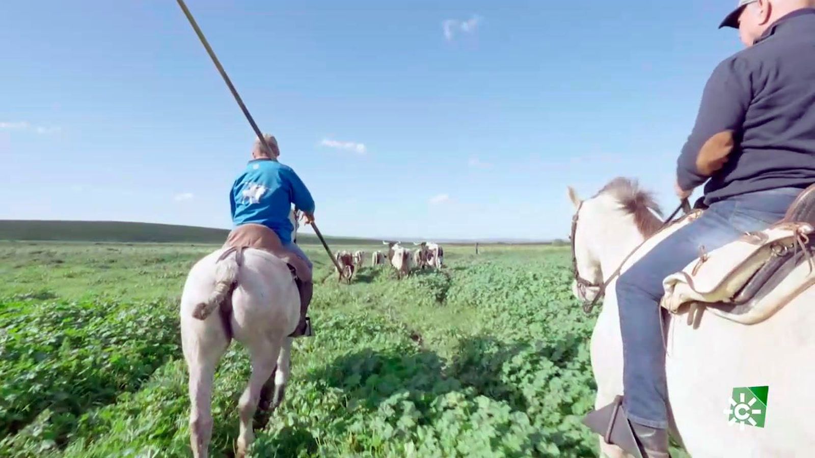 Jornada de trabajo con la ganadería brava de La Palmosilla a campo abierto