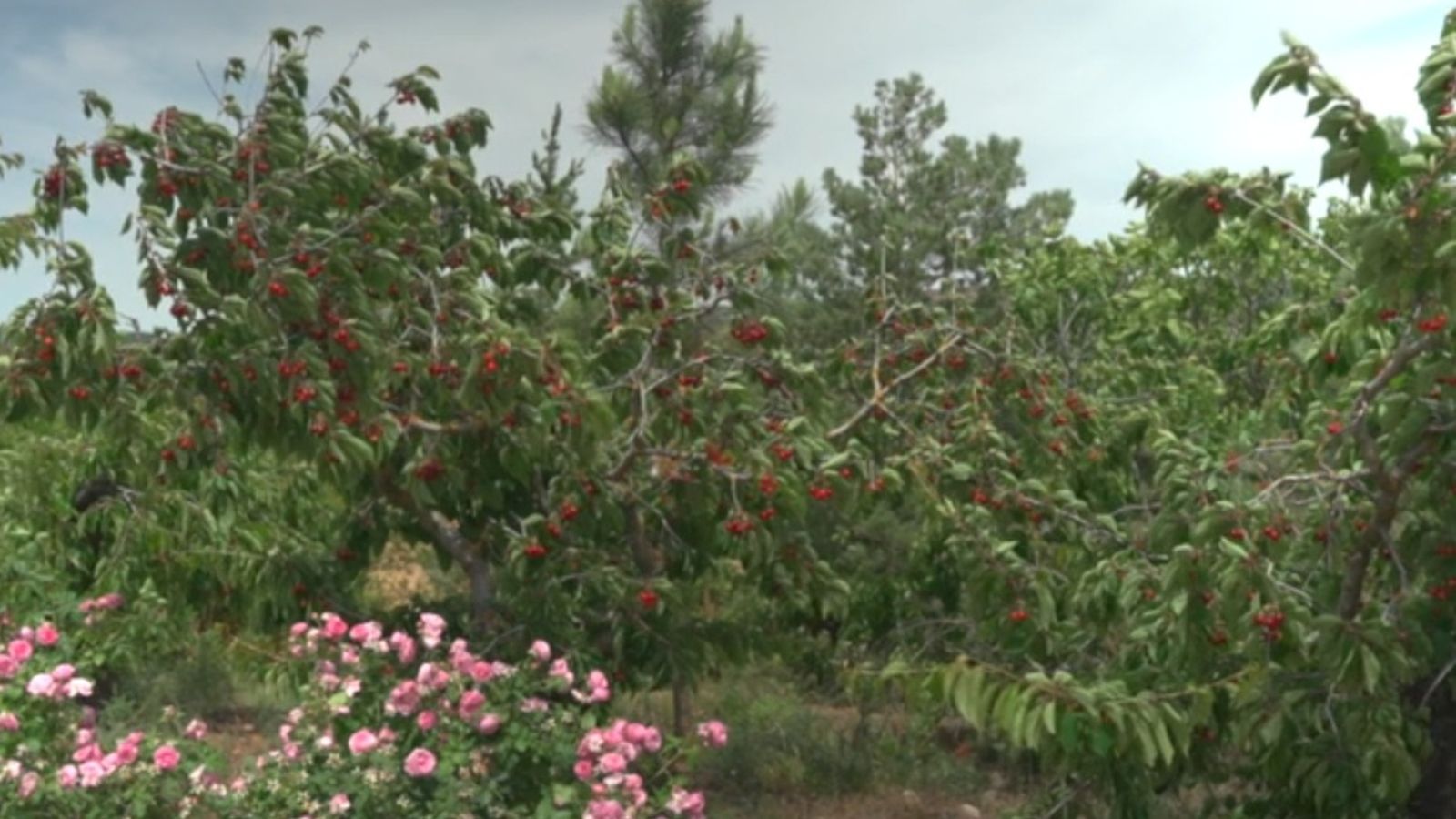 Jardín del Rosario, Málaga