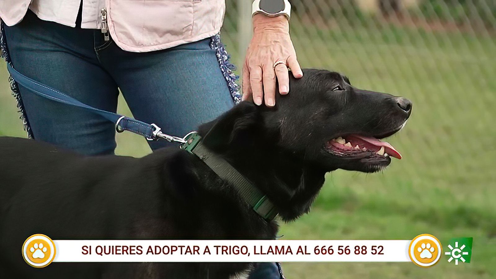 patas arriba 1024x576 trigo
